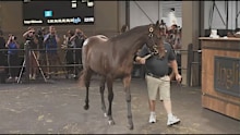 "Lot 391", foaled by Winx, is paraded at auction.