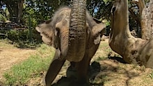 The countdown is on until Western Australia says its final farewell to Perth Zoo's much-loved elephant, Permai, with her departure now just days away. 