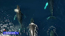 Queensland's humpback whale migration season has ended, marking the end of a period of significant progress in monitoring these majestic creatures along Australia's shores. 