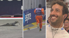 The final F1 practice session for the Singapore Grand Prix was stopped after a massive lizard found its way onto the track.