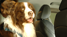 Dr Katrina Warren's dog Chilli has his restraint on ready for a safe road trip in the car.