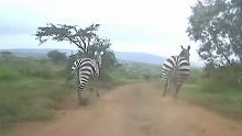 Zebra trot in front of Ott Tanak's car during special stage two.