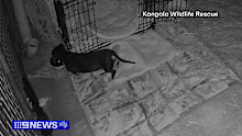 A volunteer rescue team has released video footage of a dog they believe to be Valerie, the dachshund who's been missing on Kangaroo Island for 519 days.