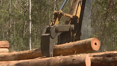 Logging / forestry work