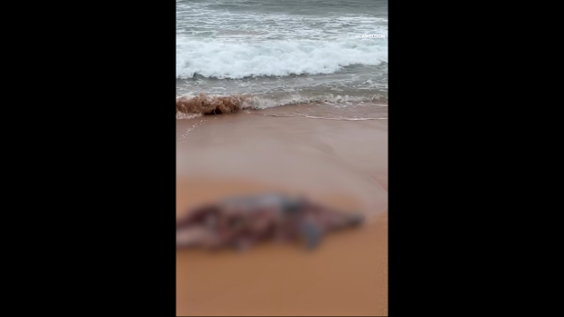 A hungry bull shark has closed a surf spot on the Northern Beaches.