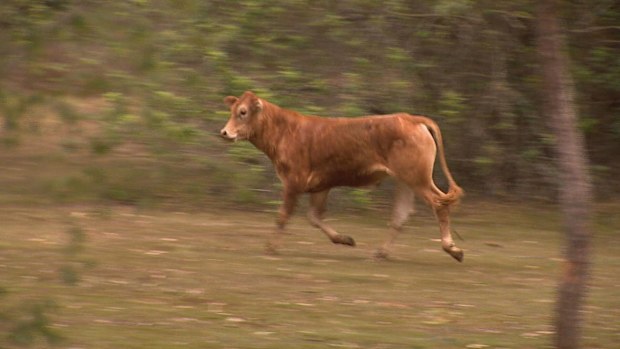 Three rogue cows have caused a headache for police after escaping from a paddock in Brisbane's north last night. The animals wandered into people's backyards and onto a busy motorway causing traffic congestion at Bridgeman Downs.