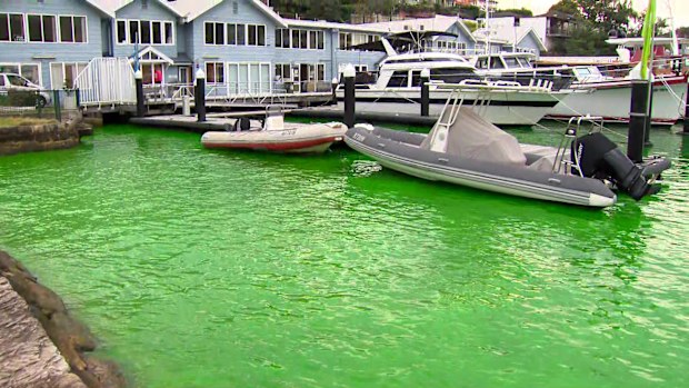 Part of Sydney Harbour has turned neon green, with authorities urgently investigating the cause. 