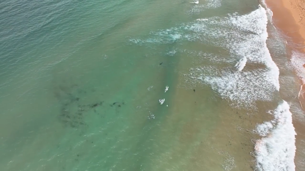 The shark was attracted by a dead dolphin, with lifeguards ordering swimmers out of the water just before 1pm.