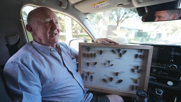 They're calling it cicada-geddon - and experts have called it "a phenomenal year" for the insect species.