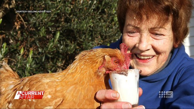 A Victorian woman - who's found fame with her funky family of chickens - claims to have taught one of her Roosters how to skateboard.