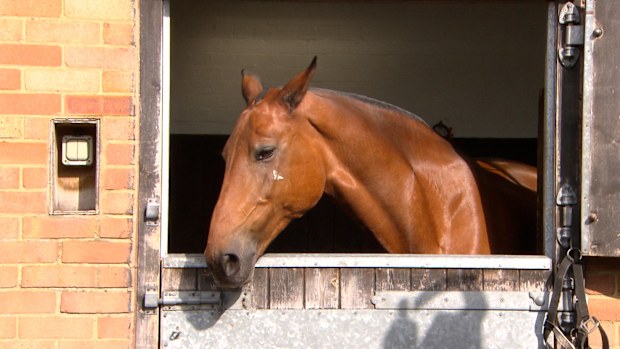 Some 110 riders and mounts will be involved in the procession at Windsor Castle.