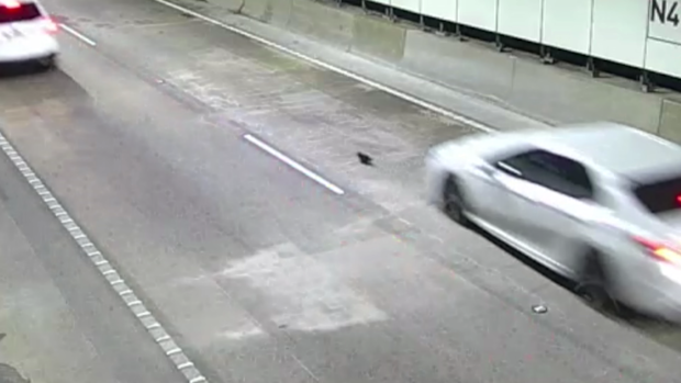 Kitten's miraculous escape from Sydney's M8 tunnel
