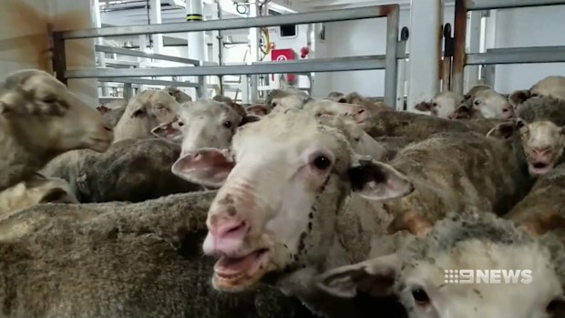 In April, 60 Minutes aired vision of appalling conditions aboard a ship heading to the Middle East. Image: 9News
