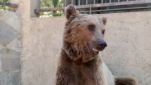 Okan the bear is feeling better at a wildlife centre in Istanbul, Turkey on September 3.