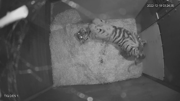 A gentle side of one of the planet's most fearsome creatures is on display at Adelaide Zoo. 