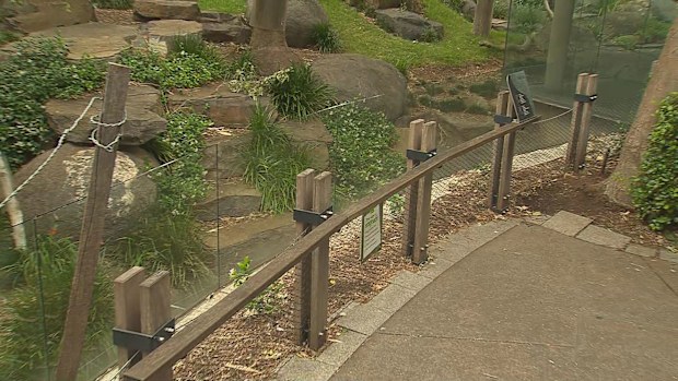  Student rescued from giant panda enclosure after dropping phone At Adelaide Zoo