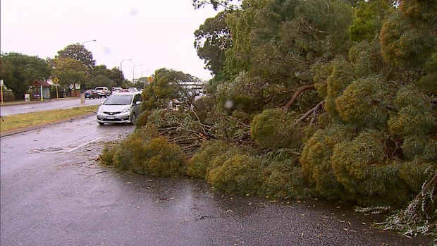 Winds tore down trees, blocking roads.