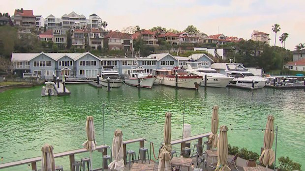 Part of Sydney Harbour has turned neon green, with authorities urgently investigating the cause. 