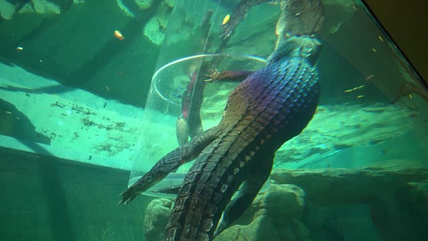 Lauren Phillips Crocosaurus Cove Getaway