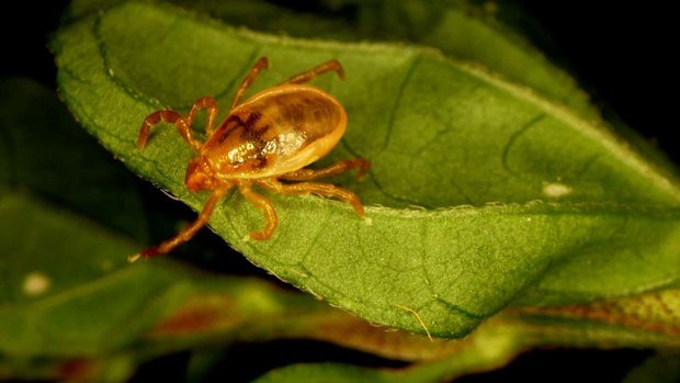 Killed by a tick: The tragic death of 16-year-old Jeremy Webb