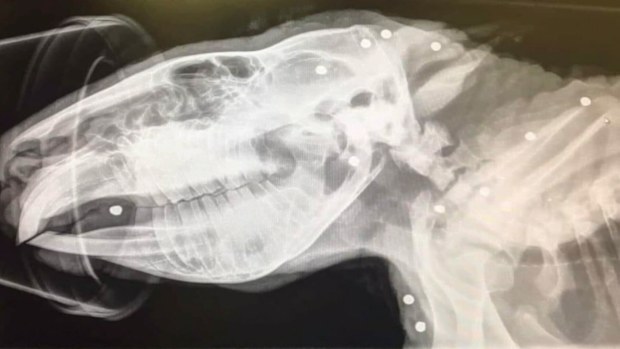 Wombat shot 26 times in South Australia fighting for life after rescue ...