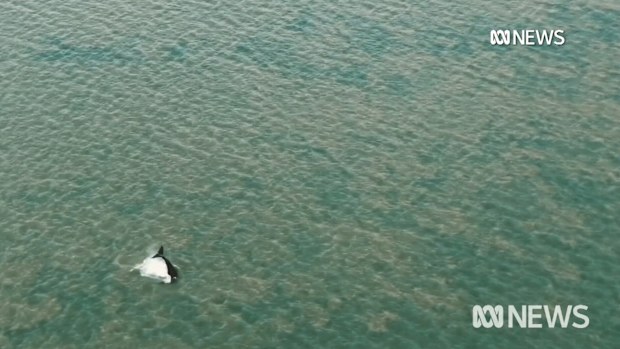 Marine experts have said more whales are likely to die.