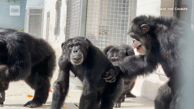 Animal news: Sweet moment chimp reacts to seeing sky after being caged ...