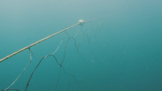 Shark nets