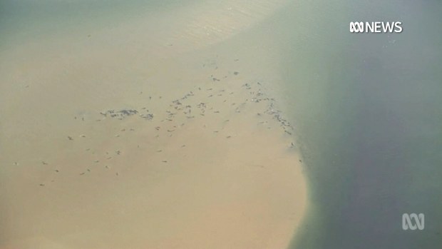 Hundreds of whales have become stranded on a sandbar on Tasmania's west coast. 
