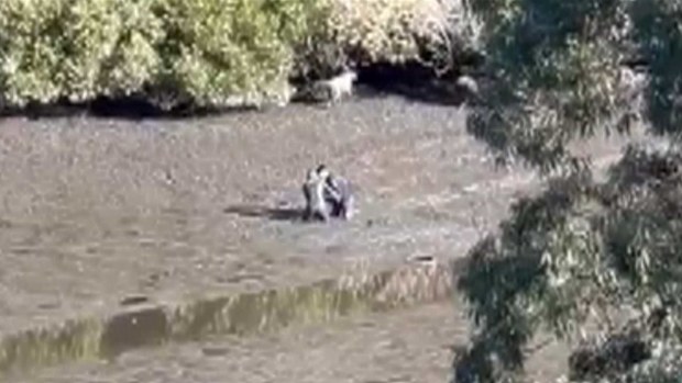 Footage shows Elle Booth up to her shoulders in mud clinging to her Jack Russell, under attack.