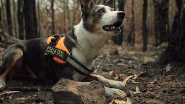 Animal rescuers in the NSW Blue Mountains are getting help from a specially trained dog named "Smudge".
