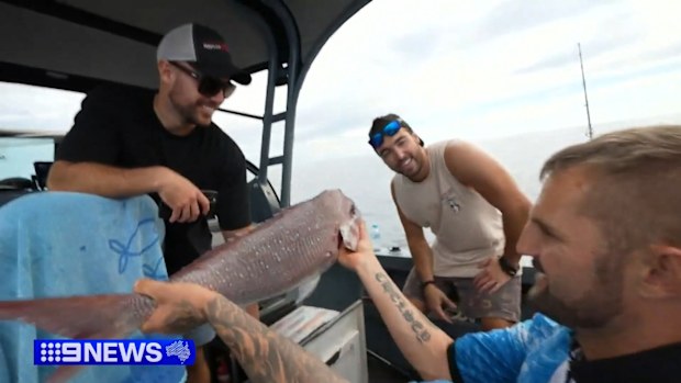 WA demersal fishing ban: 'Biggest reset' in history to save pink ...