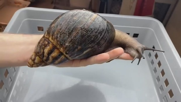 Exotic pests like snails and stinkbugs found on the cars pose a biosecurity risk to the nation