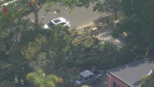 Two women were trapped by a falling tree branch in Sydney.