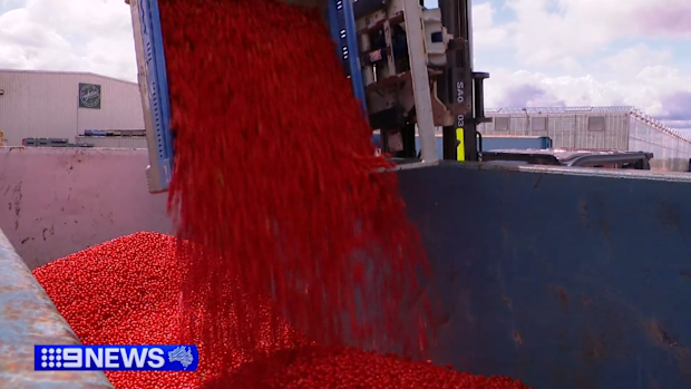 Tomato Virus