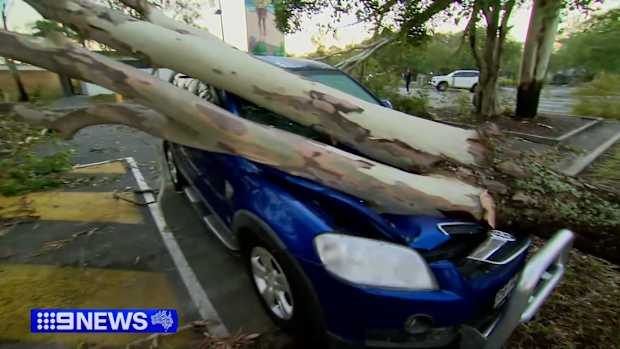 Massive trees were felled across South-East Queensland during the storms, smashing into cars and houses.
