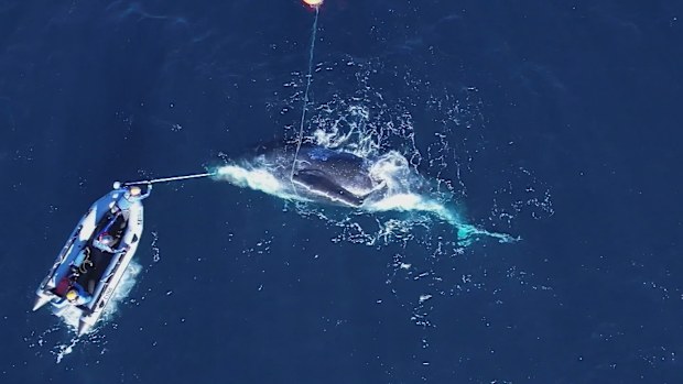 Whale Rescue