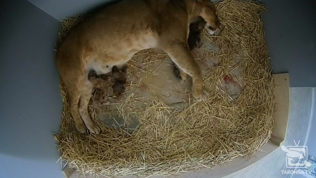 The five cubs consist of three females and two males.