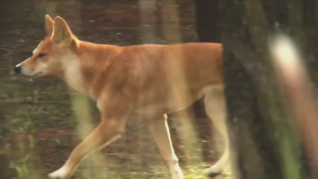 Park rangers at a popular camping ground in Western Australia will euthanise a dingo after it mauled a toddler.