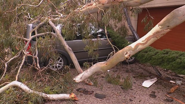 In Stonyfell a home was impacted when a neighbouring tree came crashing down on a car and roof.
