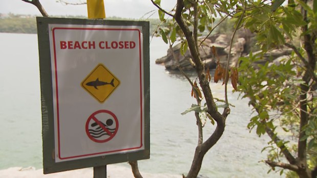 Increased bull shark activity expected around beaches and waterways following heavy rainfall