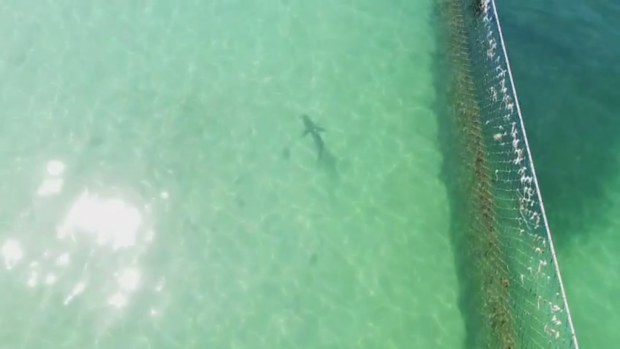 The shark is was spotted inside the netted ocean pool near Manly wharf.