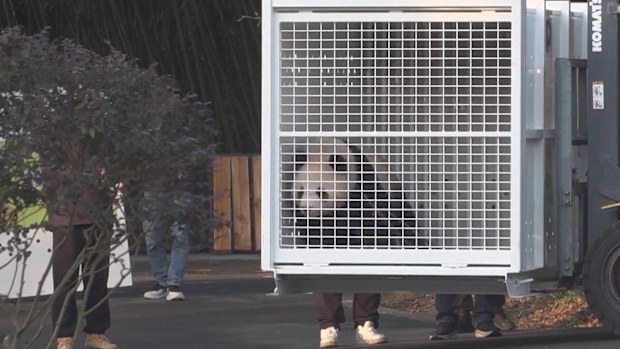 Giant pandas arrive in Adelaide