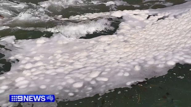 South Australia algal bloom