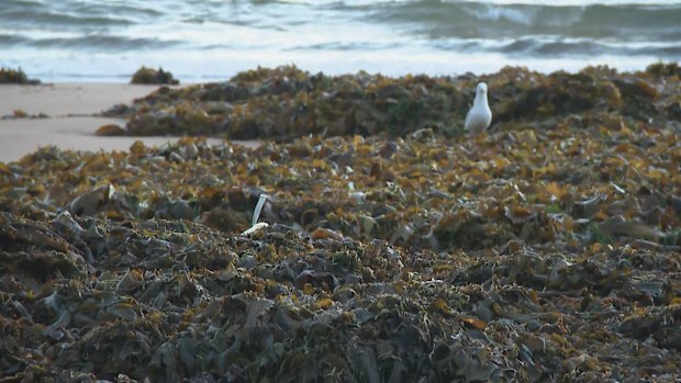 The clumps of seaweed on Dee Why Beach, Sydney, are 1.5 metres deep in some places.