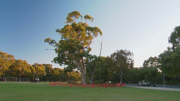 A young woman who died after she was hit by a falling tree branch in the parklands at North Adelaide has been remembered as a "beautiful person" who was loved by her friends.