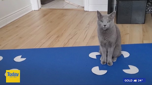 Some animals have been found to also visualise illusions. 