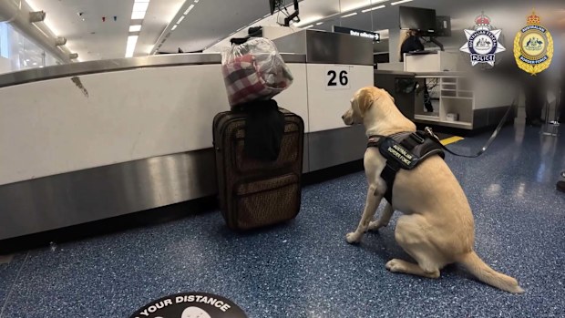 Drug dog sits next to suitcase at Sydney Airport, sparking major find