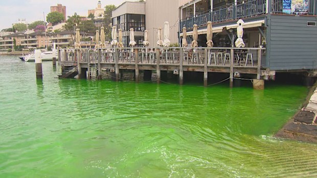 Part of Sydney Harbour has turned neon green, with authorities urgently investigating the cause. 