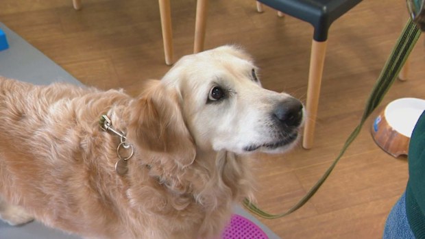 Dog dementia
